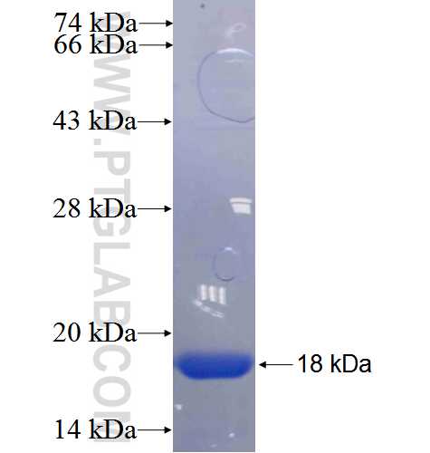 RFX2 fusion protein Ag24737 SDS-PAGE