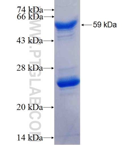 RFX2 fusion protein Ag3310 SDS-PAGE