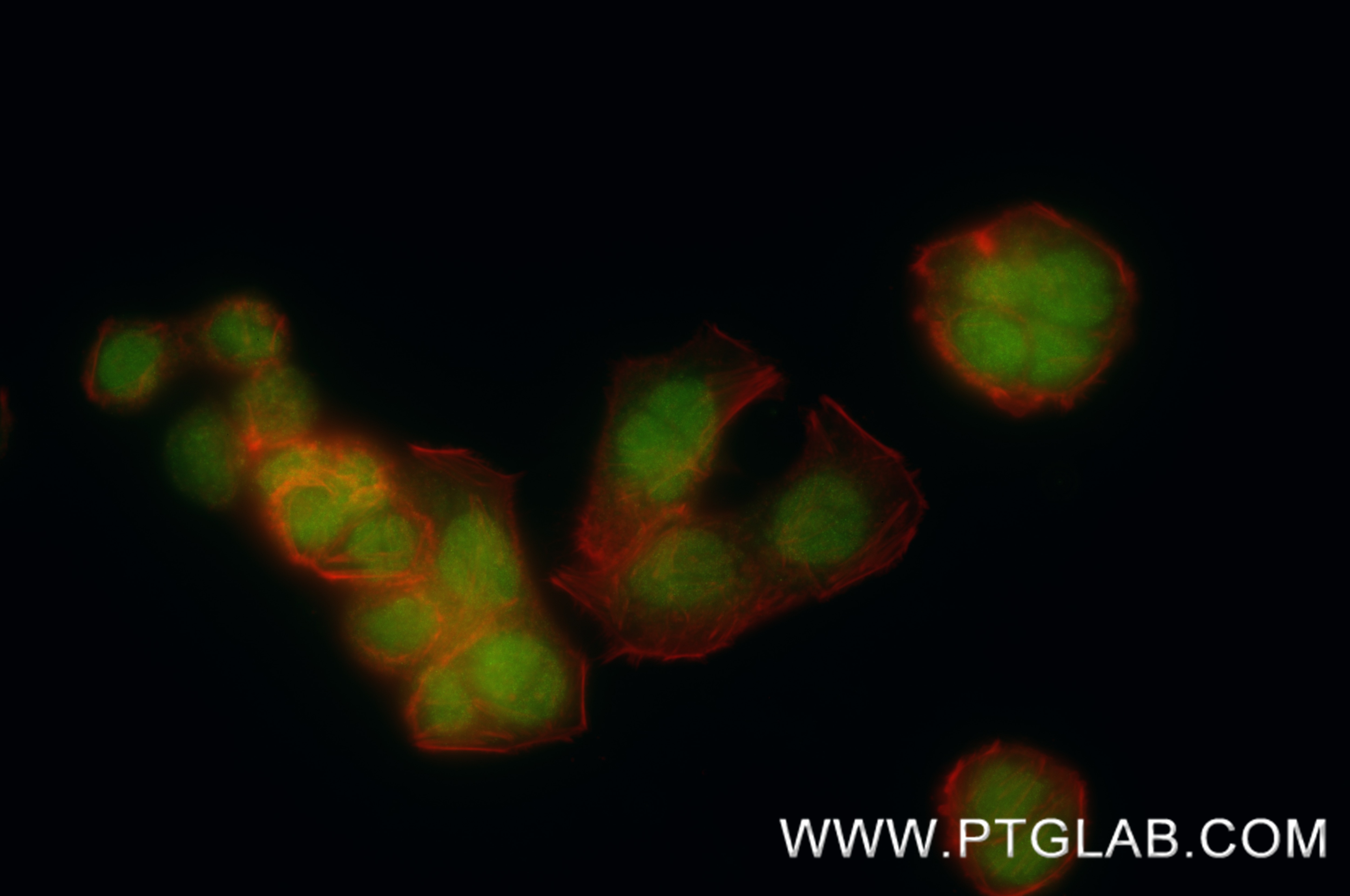 IF Staining of HT-29 using 86413-1-RR (same clone as 86413-1-PBS) Immunofluorescence (IF) / fluorescent staining of HT-29 cells using RFX4 Recombinant monoclonal antibody (86413-1-RR)