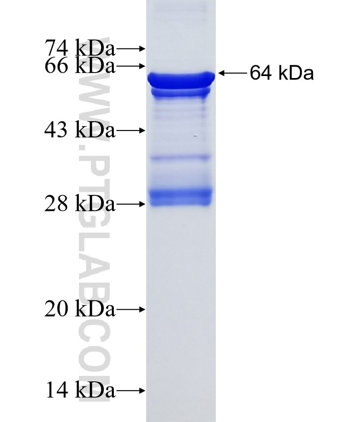 RFX4 fusion protein Ag5004 SDS-PAGE