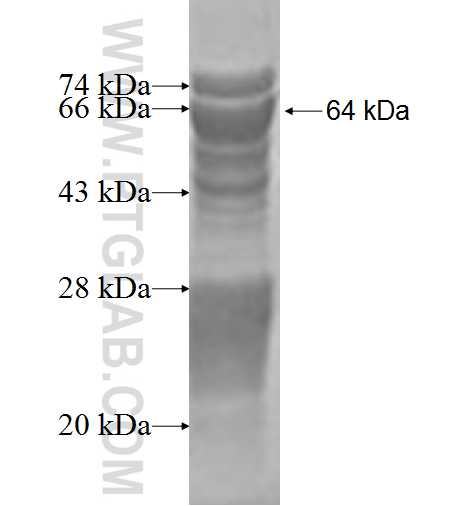 RFX5 fusion protein Ag2783 SDS-PAGE