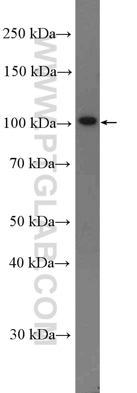 Western Blot (WB) analysis of Caco-2 cells using RFX6 Polyclonal antibody (22551-1-AP)