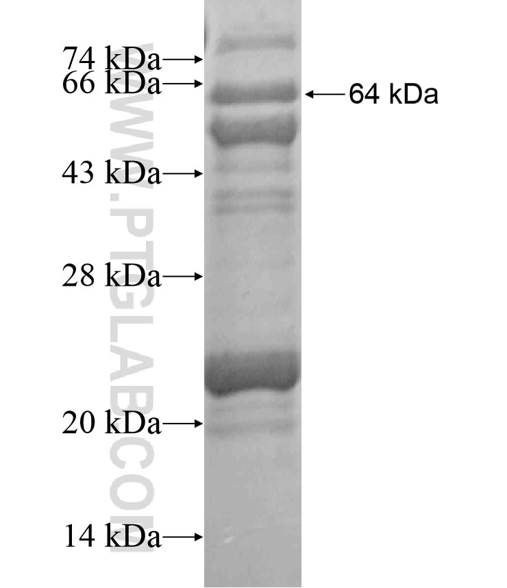 RFX6 fusion protein Ag18235 SDS-PAGE