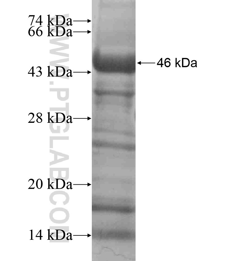 RFX6 fusion protein Ag18354 SDS-PAGE