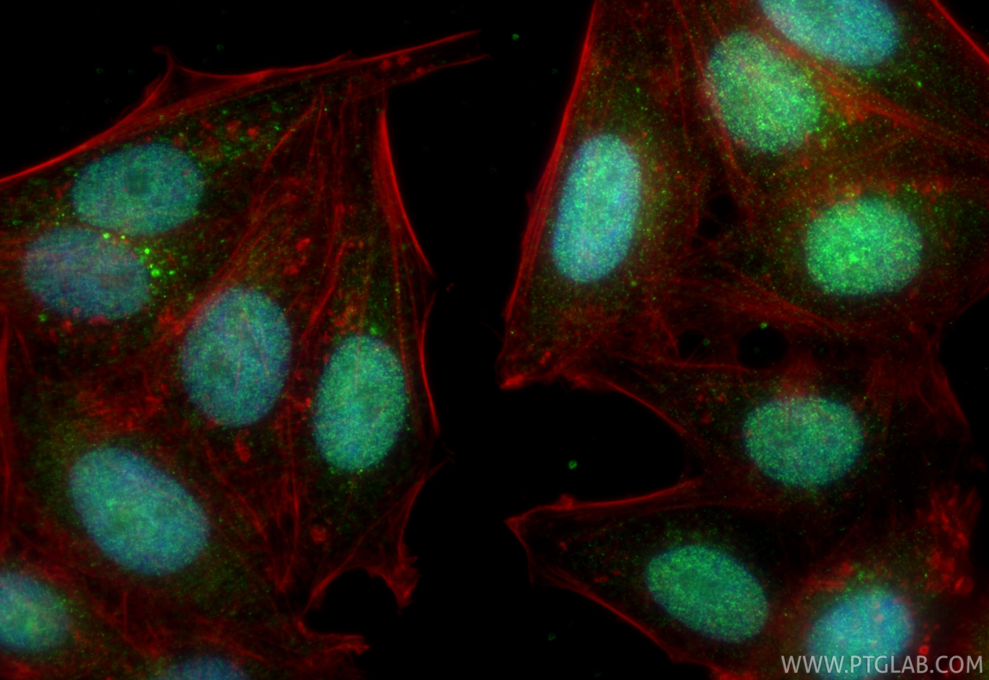 Immunofluorescent analysis of (4% PFA) fixed HepG2 cells using RFXAP antibody (20188-1-AP) at dilution of 1:400 and CoraLite®488-Conjugated Goat Anti-Rabbit IgG(H+L) (SA00013-2), CL594-phalloidin (red). Immunofluorescence (IF) / fluorescent staining of HepG2 cells using RFXAP Polyclonal antibody (20188-1-AP)