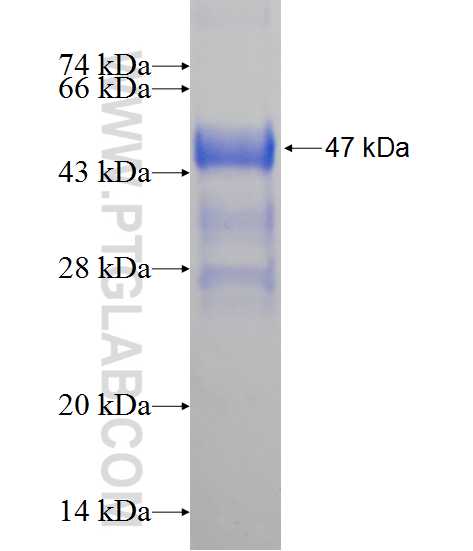 RFXAP fusion protein Ag14100 SDS-PAGE