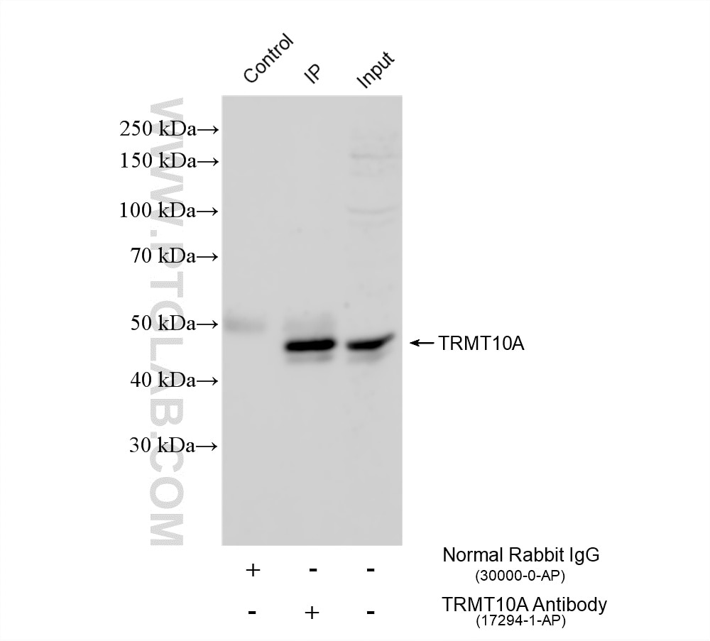 Immunoprecipitation (IP) experiment of HeLa cells using TRMT10A Polyclonal antibody (17294-1-AP)