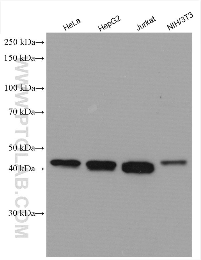 Western Blot (WB) analysis of various lysates using TRMT10A Polyclonal antibody (17294-1-AP)