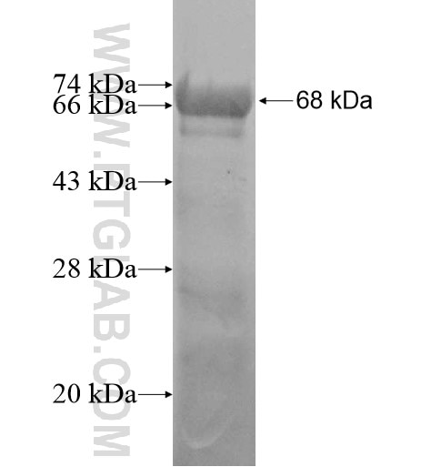RG9MTD2 fusion protein Ag11172 SDS-PAGE
