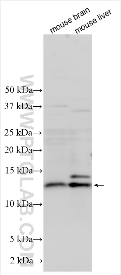 Western Blot (WB) analysis of various lysates using RGC32 Polyclonal antibody (19556-1-AP)