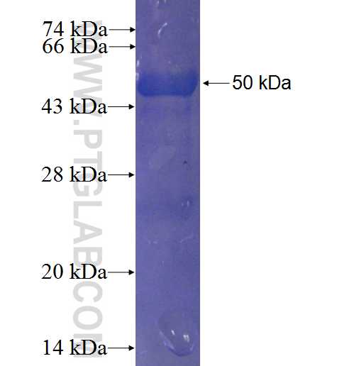 RGL1 fusion protein Ag23205 SDS-PAGE