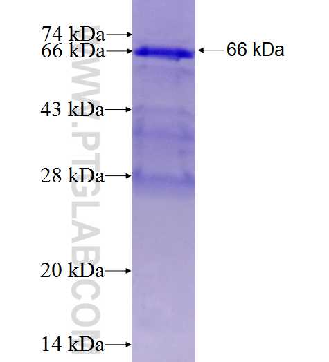 RGL2 fusion protein Ag4586 SDS-PAGE