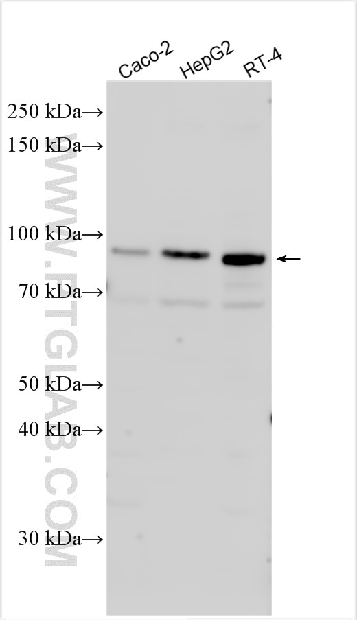 Western Blot (WB) analysis of various lysates using RGL3 Polyclonal antibody (26626-1-AP)