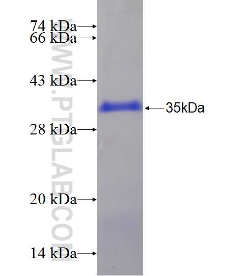 RGL3 fusion protein Ag24352 SDS-PAGE