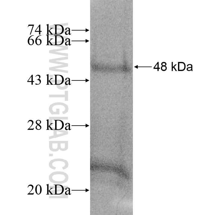 RGL3 fusion protein Ag13116 SDS-PAGE