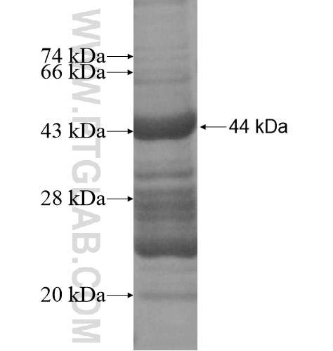 RGL4 fusion protein Ag15709 SDS-PAGE