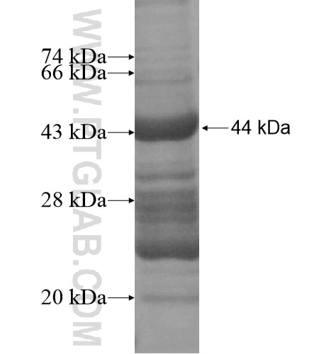 RGL4 fusion protein Ag15709 SDS-PAGE RGL4 fusion protein Ag15709 SDS-PAGE