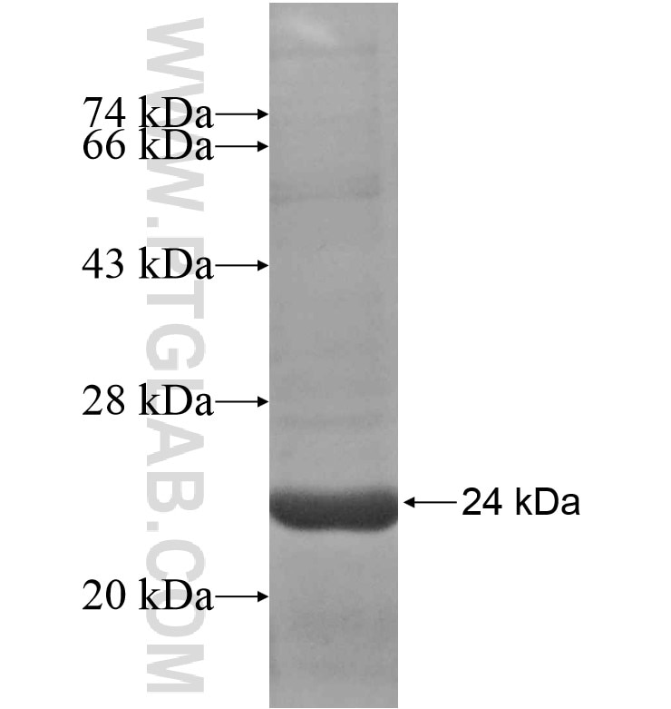 RGL4 fusion protein Ag16558 SDS-PAGE