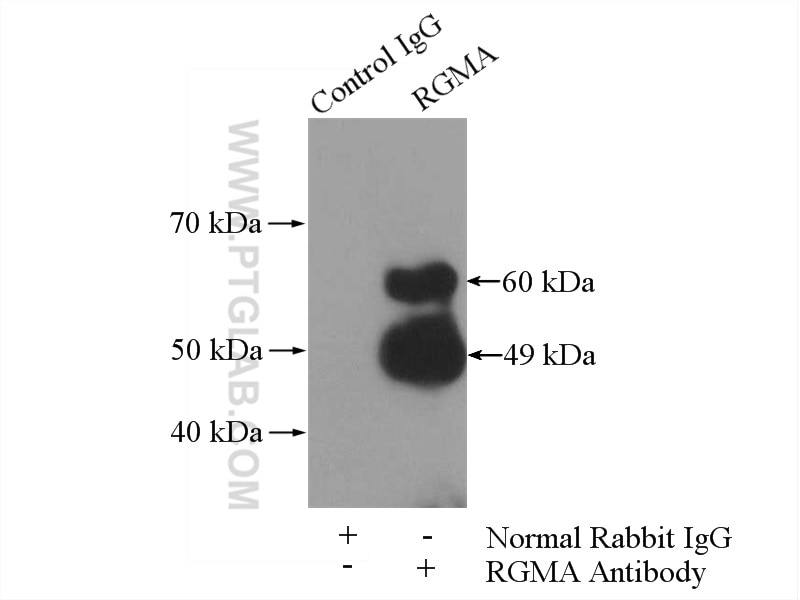 Immunoprecipitation (IP) experiment of mouse testis tissue using RGMA Polyclonal antibody (12387-1-AP)