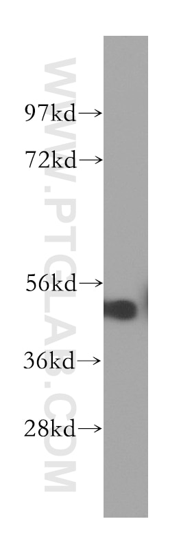 Western Blot (WB) analysis of mouse testis tissue using RGMA Polyclonal antibody (12387-1-AP)