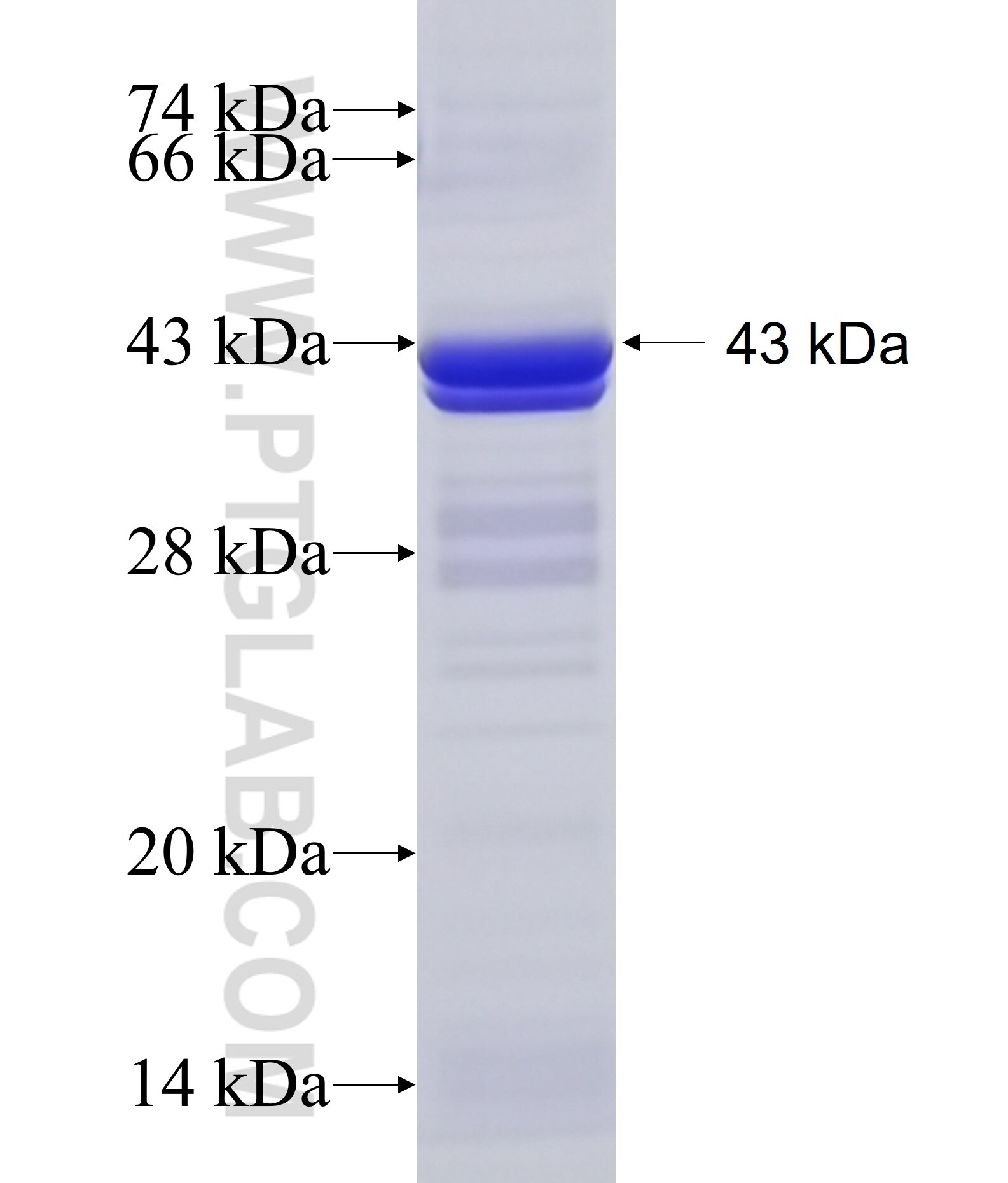 RGMA fusion protein Ag18776 SDS-PAGE