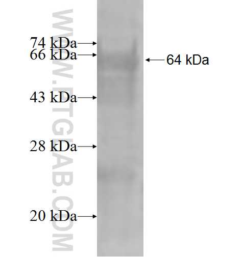 RGMA fusion protein Ag3058 SDS-PAGE