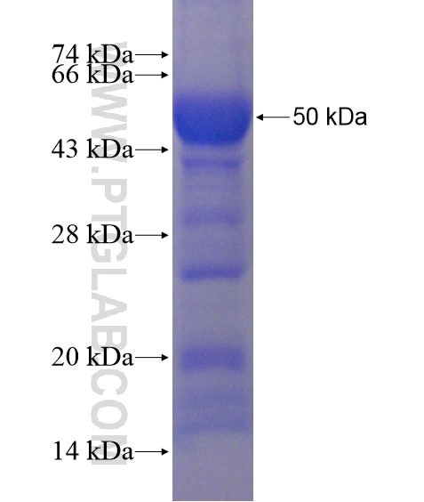 RGMB fusion protein Ag20814 SDS-PAGE