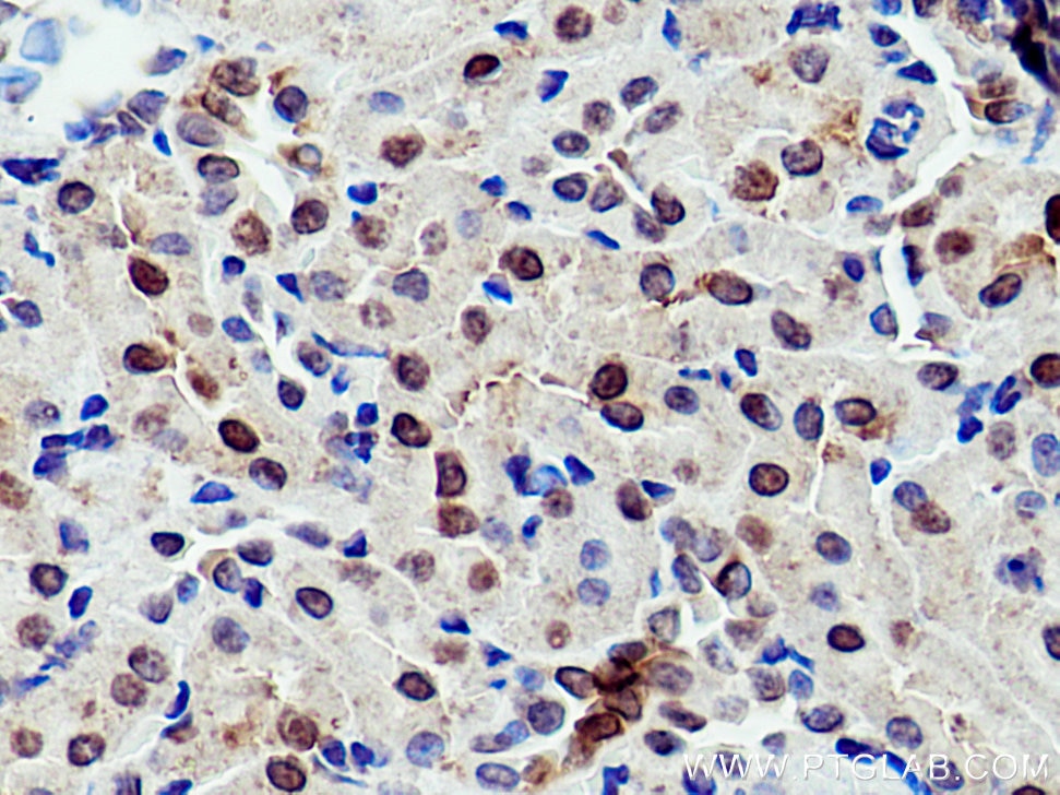 Immunohistochemistry (IHC) staining of rat kidney tissue using RGN/SMP30 Polyclonal antibody (17947-1-AP)