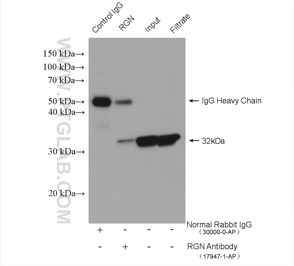 Immunoprecipitation (IP) experiment of mouse liver tissue using RGN/SMP30 Polyclonal antibody (17947-1-AP)