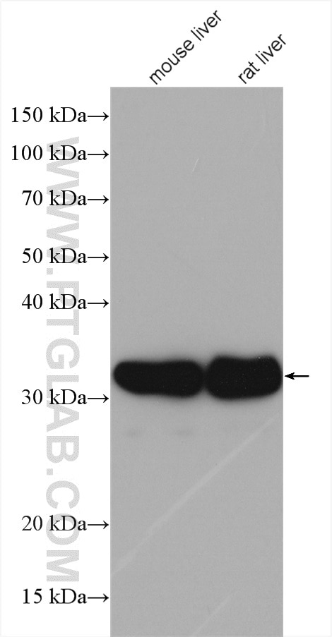 Western Blot (WB) analysis of various lysates using RGN/SMP30 Polyclonal antibody (17947-1-AP)