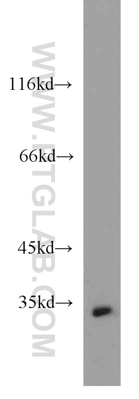 Western Blot (WB) analysis of mouse small intestine tissue using RGN/SMP30 Polyclonal antibody (17947-1-AP)