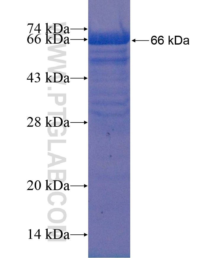 RGN,SMP30 fusion protein Ag12423 SDS-PAGE