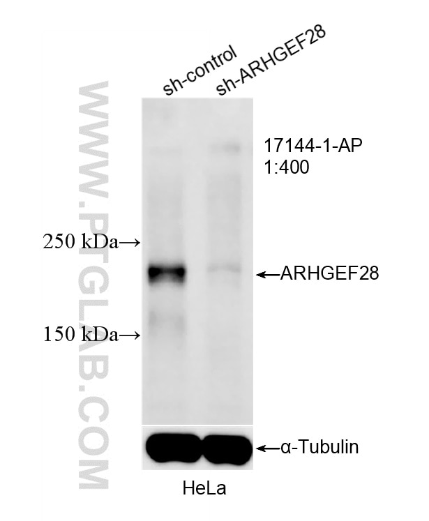 Western Blot (WB) analysis of HeLa cells using ARHGEF28 Polyclonal antibody (17144-1-AP)
