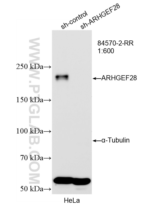 Western Blot (WB) analysis of HeLa cells using RGNEF Recombinant monoclonal antibody (84570-2-RR)