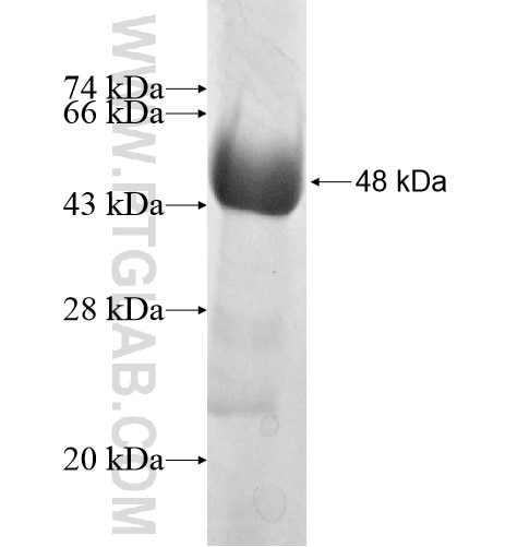 RGNEF fusion protein Ag10827 SDS-PAGE