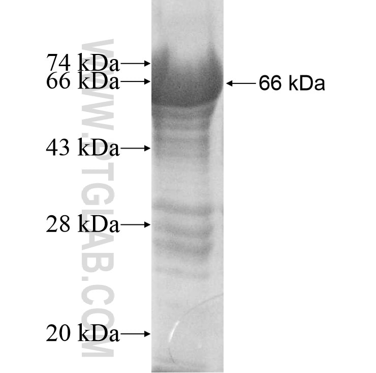 RGNEF fusion protein Ag10915 SDS-PAGE