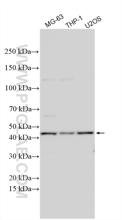 Western Blot (WB) analysis of various lysates using RGP1 Polyclonal antibody (19908-1-AP)