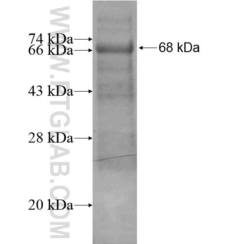 RGP1 fusion protein Ag13902 SDS-PAGE