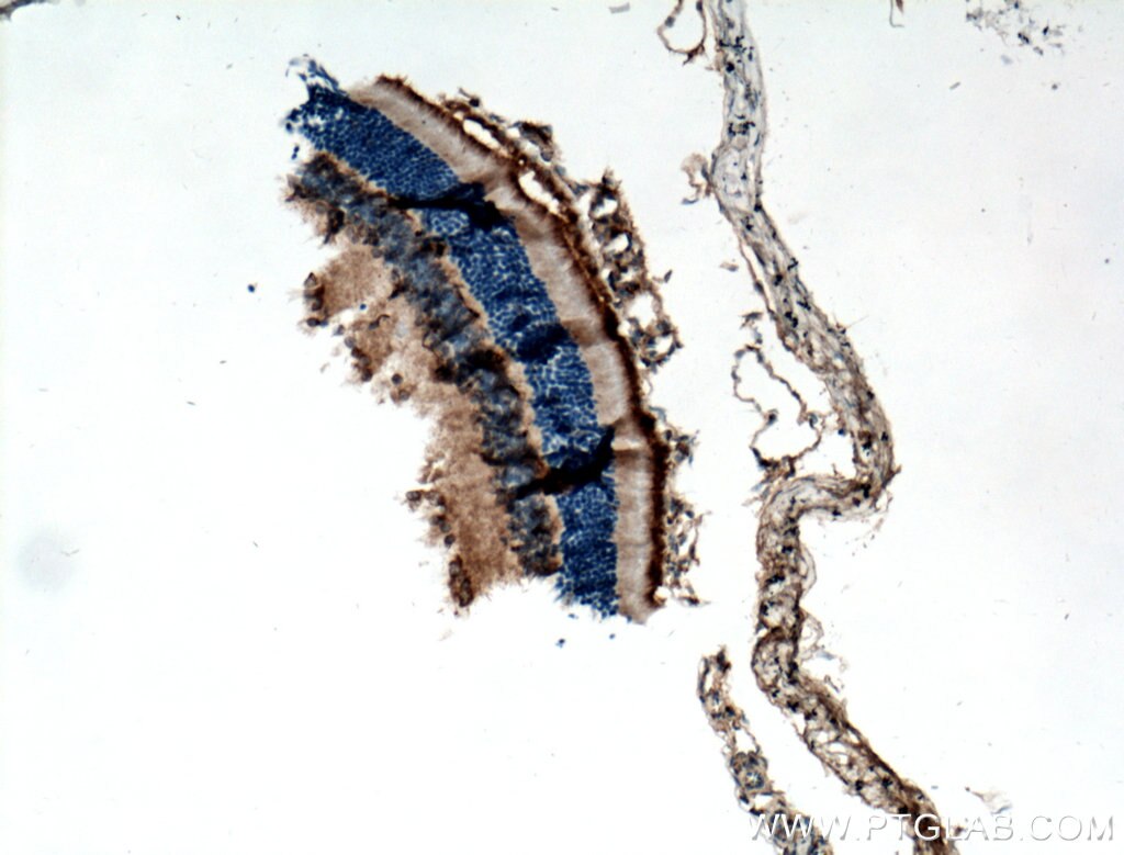 Immunohistochemistry (IHC) staining of mouse retina tissue using RGR Polyclonal antibody (11904-1-AP)