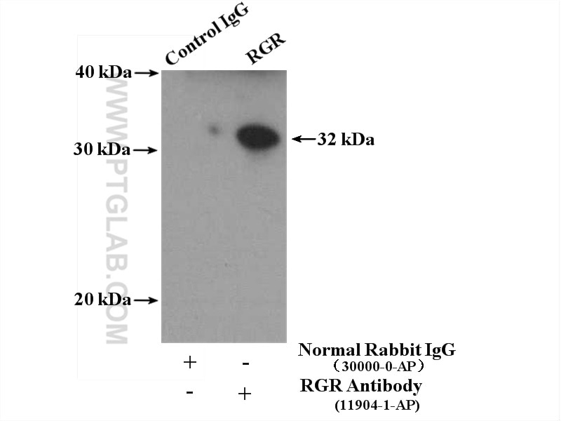 Immunoprecipitation (IP) experiment of PC-3 cells using RGR Polyclonal antibody (11904-1-AP)