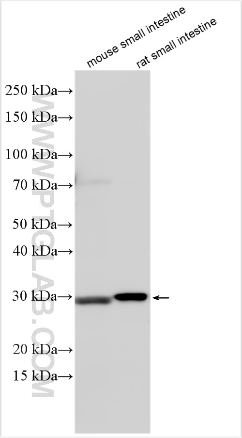 Western Blot (WB) analysis of various lysates using RGS1 Polyclonal antibody (12547-1-AP)