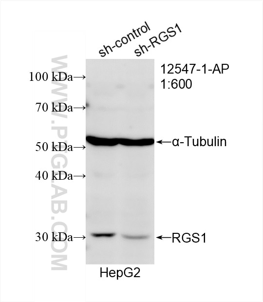 Western Blot (WB) analysis of HepG2 cells using RGS1 Polyclonal antibody (12547-1-AP)