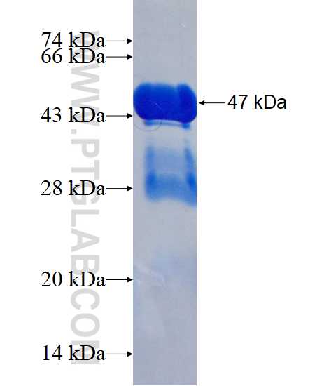 RGS10 fusion protein Ag1644 SDS-PAGE