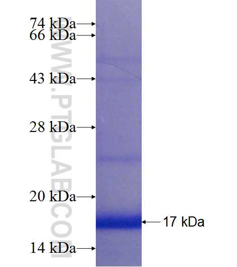 RGS11 fusion protein Ag23573 SDS-PAGE