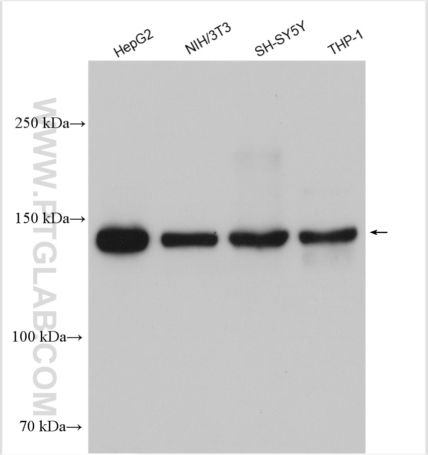 Western Blot (WB) analysis of various lysates using RGS12 Polyclonal antibody (29803-1-AP)
