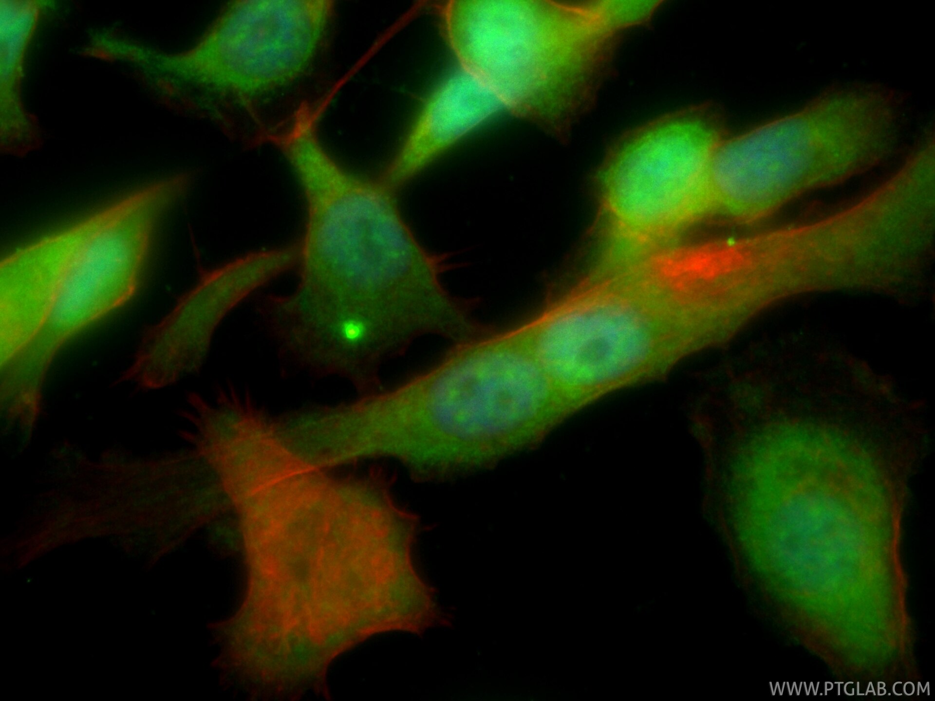 Immunofluorescent analysis of (-20°C Ethanol) fixed PC-3 cells using CoraLite® Plus 488 RGS12 antibody (CL488-85057-2, Clone: 242530G11 ) at dilution of 1:200, CL594-phalloidin (red). Immunofluorescence (IF) / fluorescent staining of PC-3 cells using CoraLite® Plus 488-conjugated RGS12 Recombinant mo (CL488-85057-2)