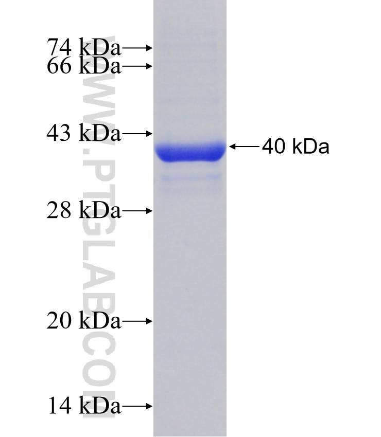 RGS12 fusion protein Ag30731 SDS-PAGE
