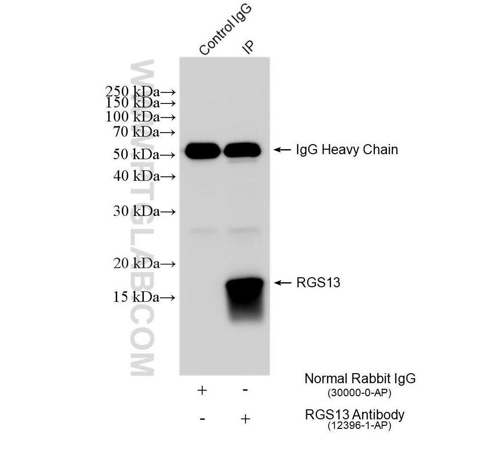Immunoprecipitation (IP) experiment of Ramos cells using RGS13 Polyclonal antibody (12396-1-AP)