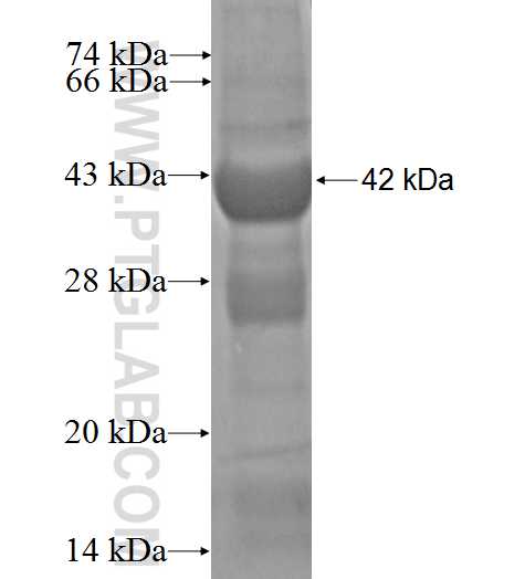 RGS13 fusion protein Ag3077 SDS-PAGE