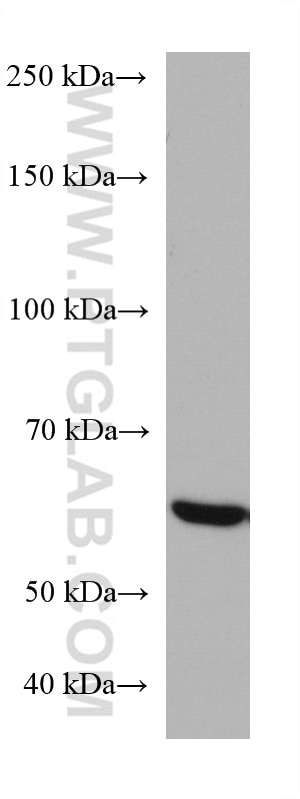 Western Blot (WB) analysis of HEK-293 cells using RGS14 Monoclonal antibody (67394-1-Ig)